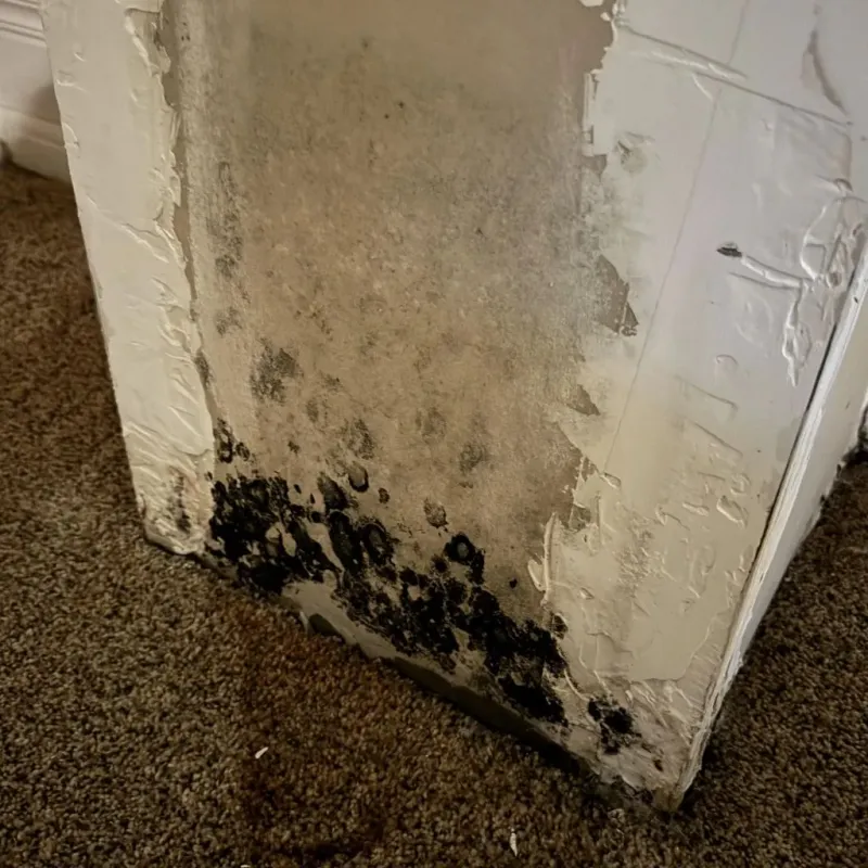 Professional Mold Removal in St Johnsbury, VT